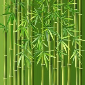 How Fast Does Bamboo Grow? - Sarai Chinwag