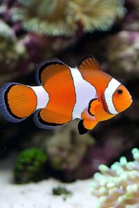Do Clownfish Change Gender?