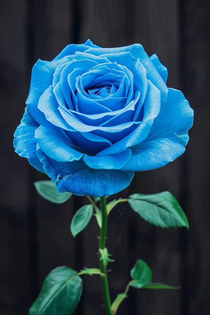 Vibrant cobalt-blue rose in full bloom on a slender green stem, its layered petals and glossy leaves set against a dark blurred background to highlight the flower’s unusual color.