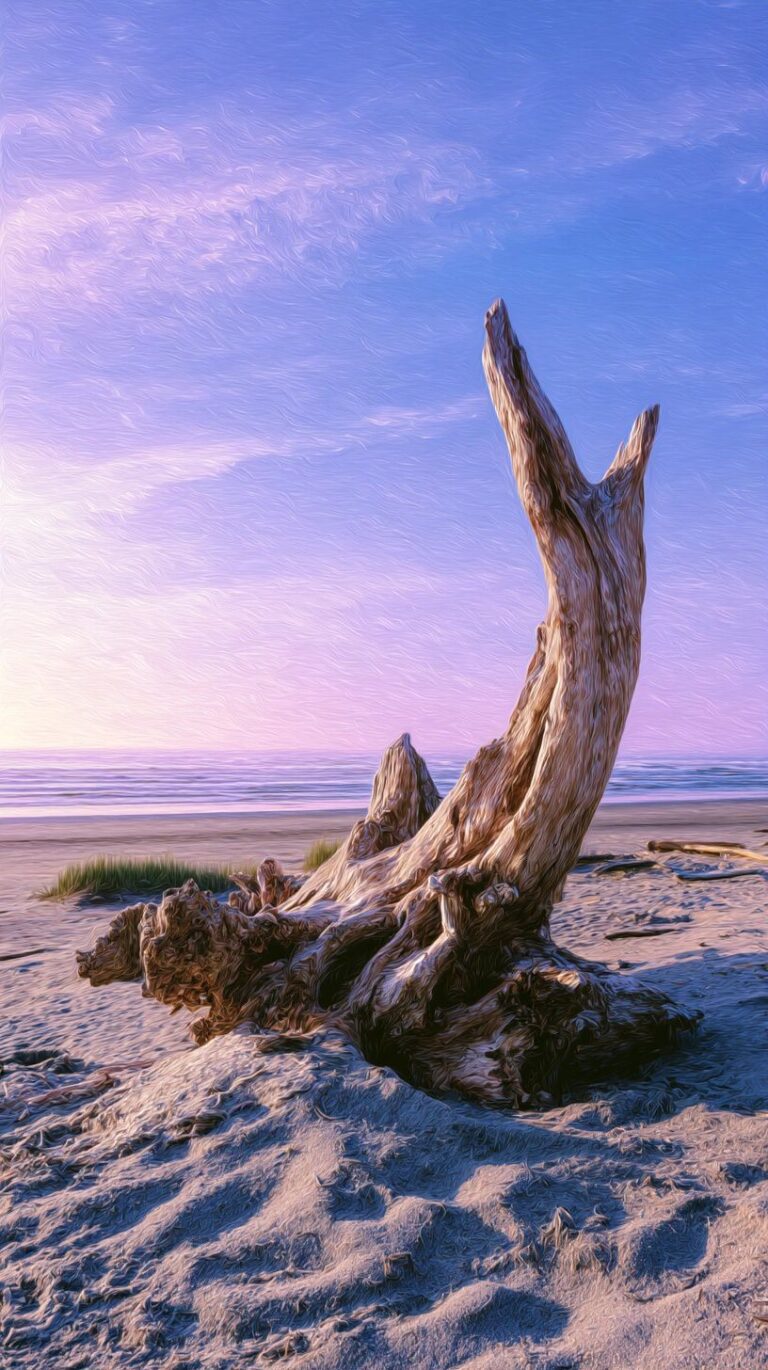 The Spiritual Meaning of Driftwood