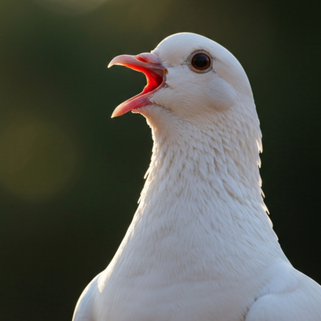 White dove cooing with open beak in soft morning light