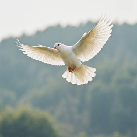 White dove in flight with wings spread gracefully