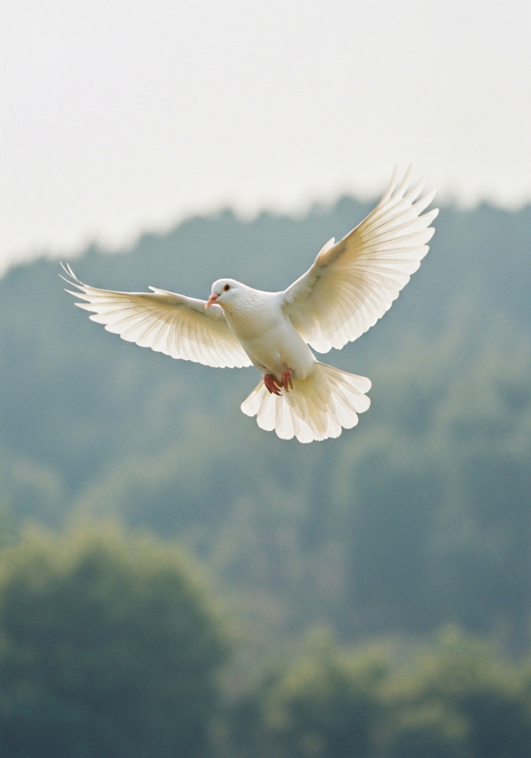 White dove in flight with wings spread gracefully