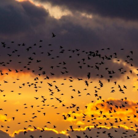 Murmuration of starlings forming swirling shapes against an orange and purple sunset sky