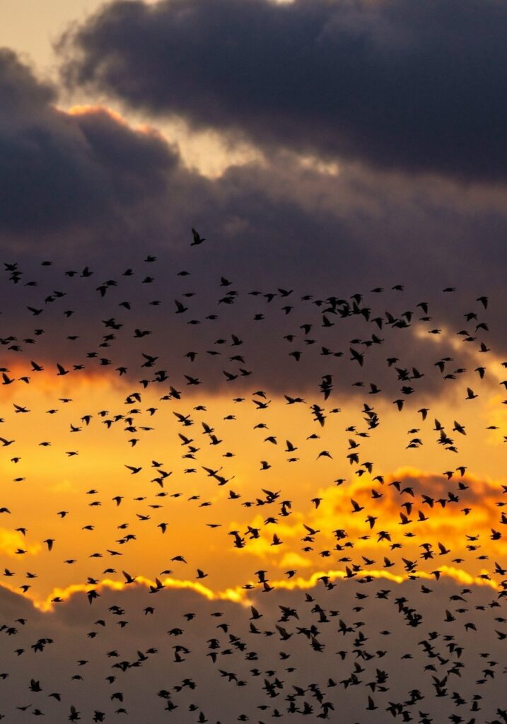 Murmuration of starlings forming swirling shapes against an orange and purple sunset sky