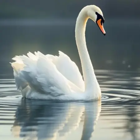 Elegant white swan gliding on calm mystical water at dawn